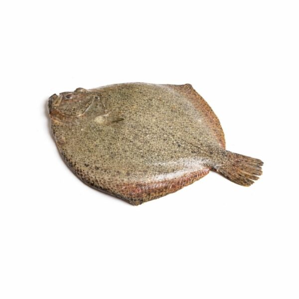 Turbot Entier Frais 1,3kg