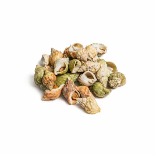 Bulot Cuit Nature 300g Coquillage Frais