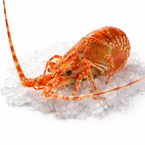 Langouste de Cuba 550g